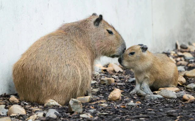 Zoo Praha