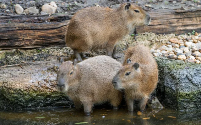 Zoo Praha