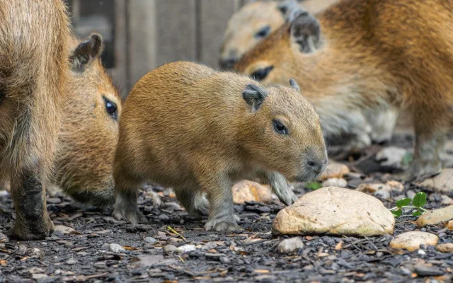 Zoo Praha