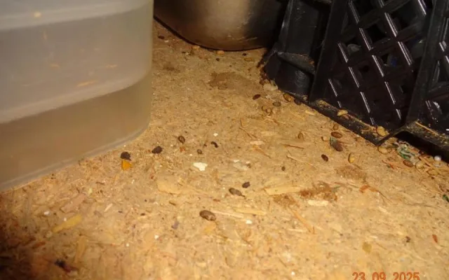Sklad restaurace v Praze zamořily myši. Bobky našli i ve strouhance