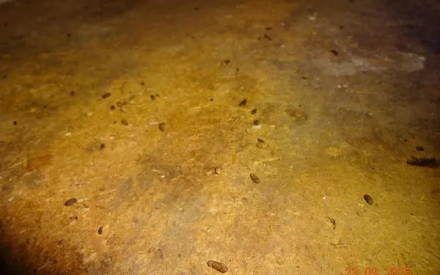Sklad restaurace v Praze zamořily myši. Bobky našli i ve strouhance