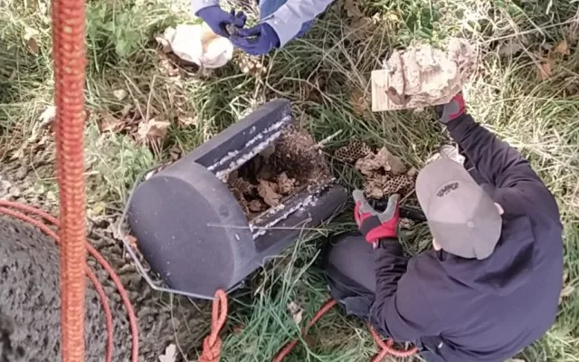 Ve Stromovce našli ochránci desítky netopýrů, jeden z nich měl sedmnáct samic