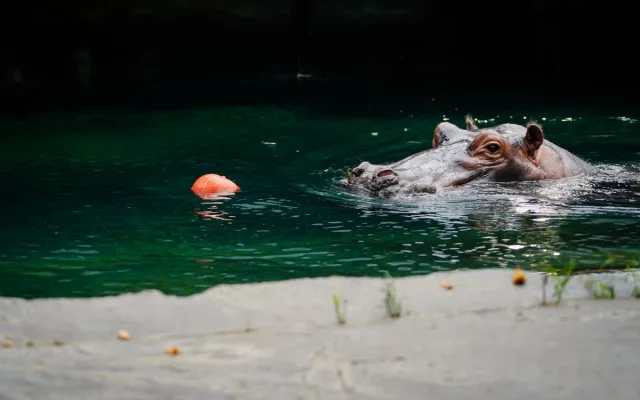 FOTO: Pro hrochy jednohubka, pro surikaty domeček. Zvířata v zoo dostala dýně