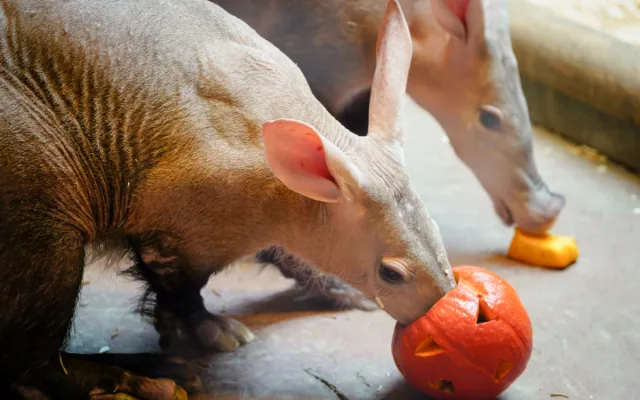 FOTO: Pro hrochy jednohubka, pro surikaty domeček. Zvířata v zoo dostala dýně