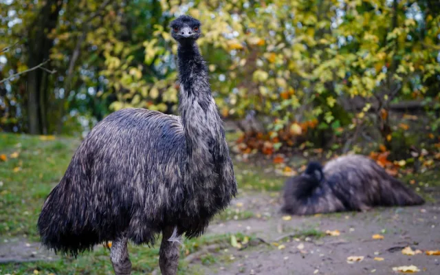 FOTO: Barevný podzim v pražské zoo