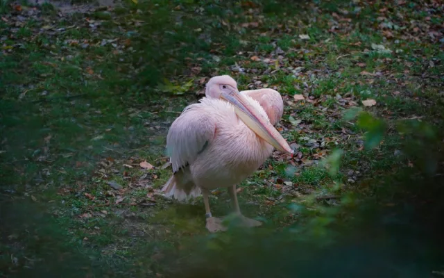 FOTO: Barevný podzim v pražské zoo