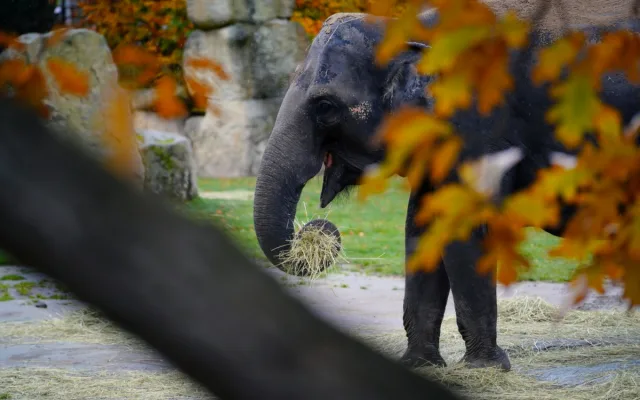 FOTO: Barevný podzim v pražské zoo