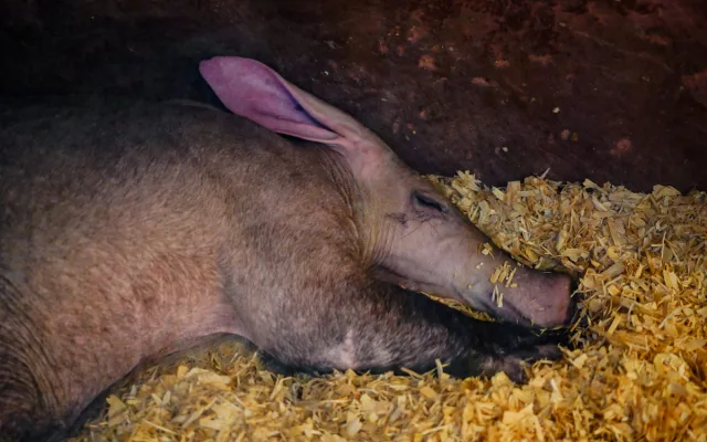 FOTO: Žirafy si užívají výběh, hrabáči odpočívají. Barevný podzim v Zoo Praha