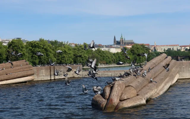 Od jara labutě na Vltavě chyběly