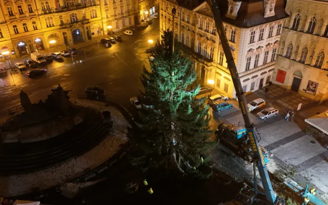 Strom přivezli v noci na úterý.