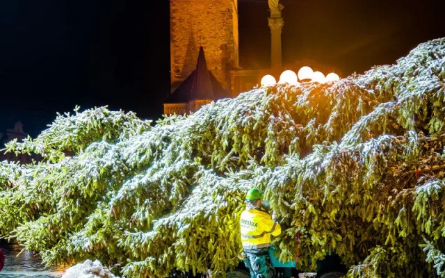 VIDEO: Vánoční strom už po malých problémech zdobí na Staromáku, rozsvítí ho v sobotu