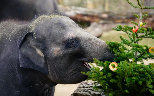 Zábava i svačina. Zvířata v Zoo Praha dostanou neprodané vánoční stromky