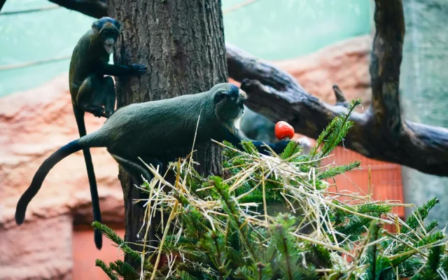 Zábava i svačina. Zvířata v Zoo Praha dostanou neprodané vánoční stromky