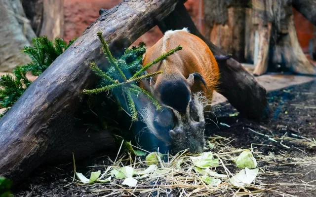 Zábava i svačina. Zvířata v Zoo Praha dostanou neprodané vánoční stromky