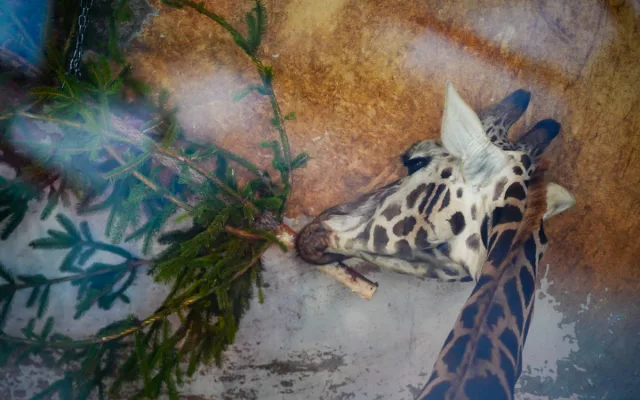 FOTO: Přetahovaná o vánoční strom. Zvířata v Zoo Praha se také dočkala nadílky