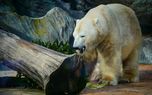 FOTO: Přetahovaná o vánoční strom. Zvířata v Zoo Praha se také dočkala nadílky