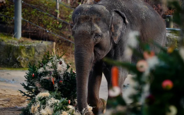 FOTO: Přetahovaná o vánoční strom. Zvířata v Zoo Praha se také dočkala nadílky