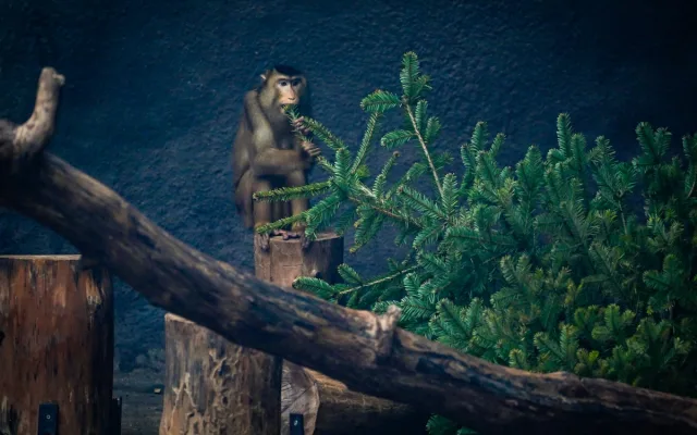 FOTO: Přetahovaná o vánoční strom. Zvířata v Zoo Praha se také dočkala nadílky