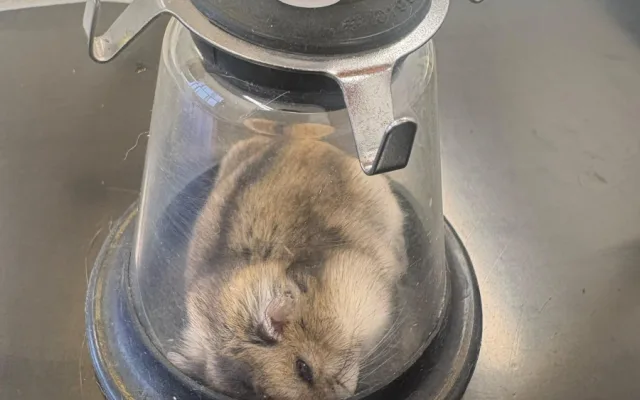 Žádný pacient není příliš malý. Veterináři pražského útulku operovali i křečíka