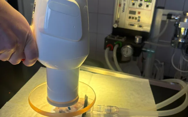 Žádný pacient není příliš malý. Veterináři pražského útulku operovali i křečíka