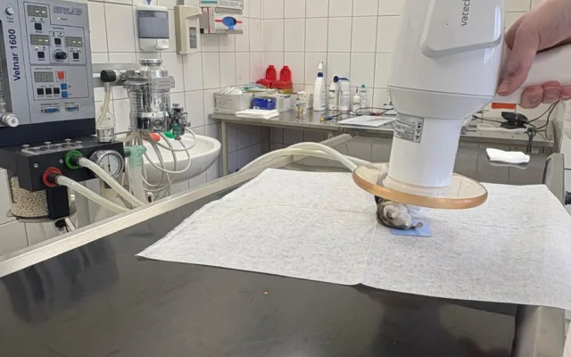 Žádný pacient není příliš malý. Veterináři pražského útulku operovali i křečíka