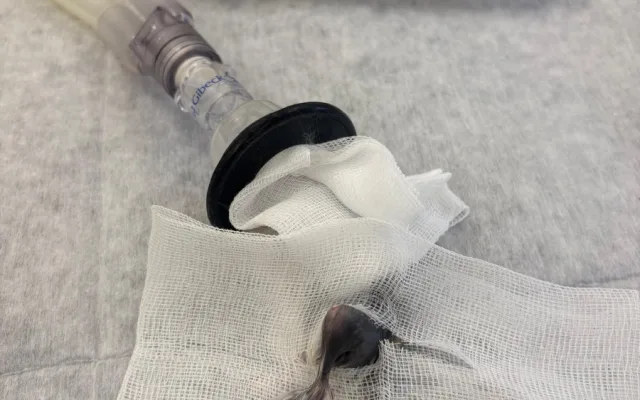 Žádný pacient není příliš malý. Veterináři pražského útulku operovali i křečíka