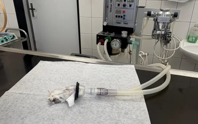 Žádný pacient není příliš malý. Veterináři pražského útulku operovali i křečíka