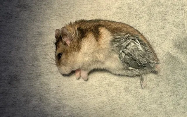 Žádný pacient není příliš malý. Veterináři pražského útulku operovali i křečíka