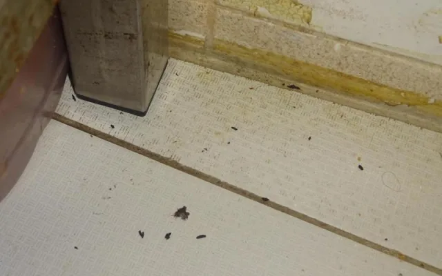 V restauraci u Karlova mostu běhali hlodavci, bobky našli i v kuchyni