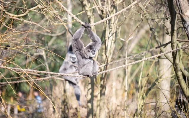Teplé počasí láká ven obyvatele zoo. Slunečno si užívají například lvi či karakalové