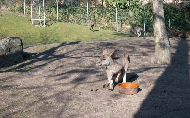 Teplé počasí láká ven obyvatele zoo. Slunečno si užívají například lvi či karakalové