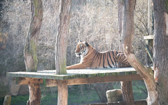 Teplé počasí láká ven obyvatele zoo. Slunečno si užívají například lvi či karakalové