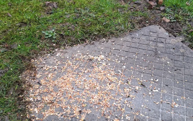 Letňany řeší krmení holubů. Radnice varuje před potkany, lidé chtějí efektivní řešení