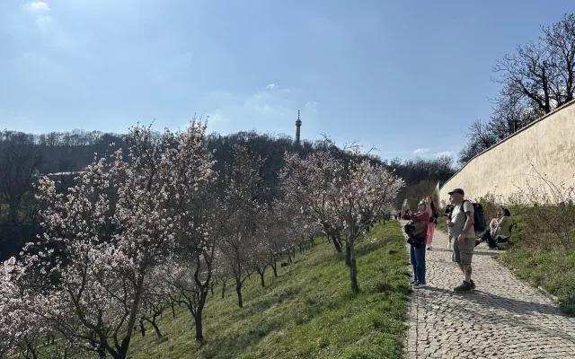 FOTO: Jaro je tu. V Petřínských sadech kvetou stovky mandloní