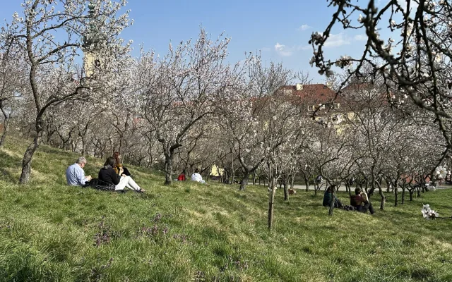 FOTO: Jaro je tu. V Petřínských sadech kvetou stovky mandloní