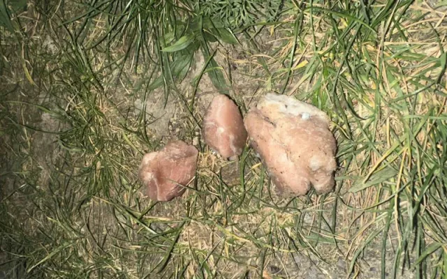 V Holešovicích řádí vrah psů. V parku poházel kusy masa plné hřebíků