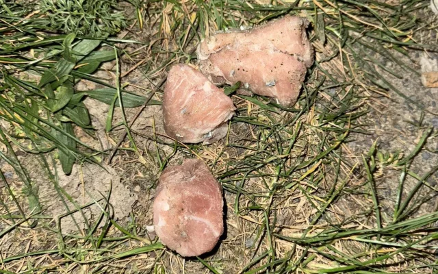 V Holešovicích řádí vrah psů. V parku poházel kusy masa plné hřebíků