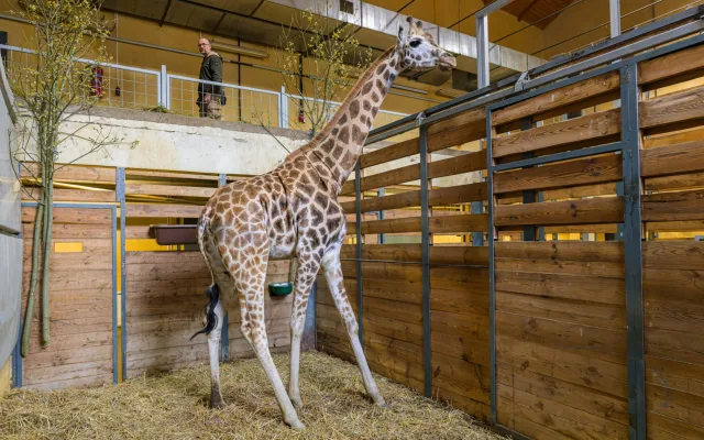 Tříletá žirafí samice Niara v zázemí pavilonu Africký dům. V pozadí vrchní veterinář Zoo Praha Roman Vodička.