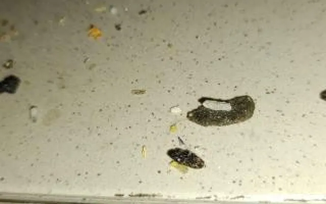 Myší trus i kouření v kuchyni. Bistro v Řepích museli zavřít inspektoři