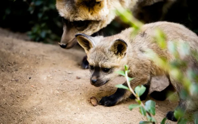 FOTO: Ušaté nadělení v pražské zoo. Po 14 letech se narodila štěňata psa z Afriky