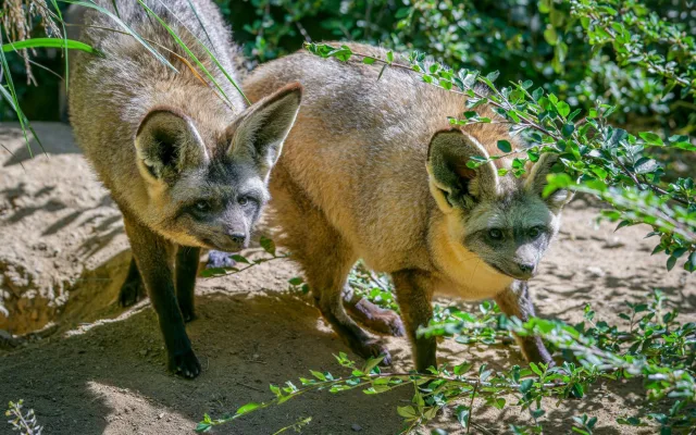 FOTO: Ušaté nadělení v pražské zoo. Po 14 letech se narodila štěňata psa z Afriky