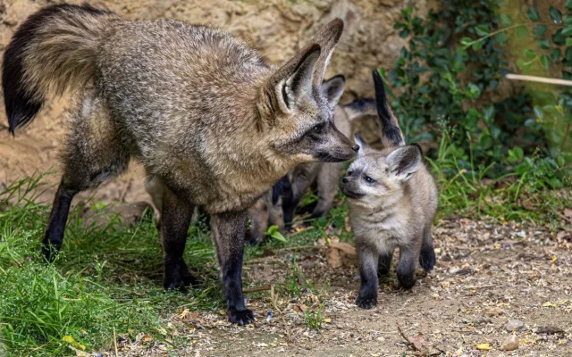 FOTO: Ušaté nadělení v pražské zoo. Po 14 letech se narodila štěňata psa z Afriky