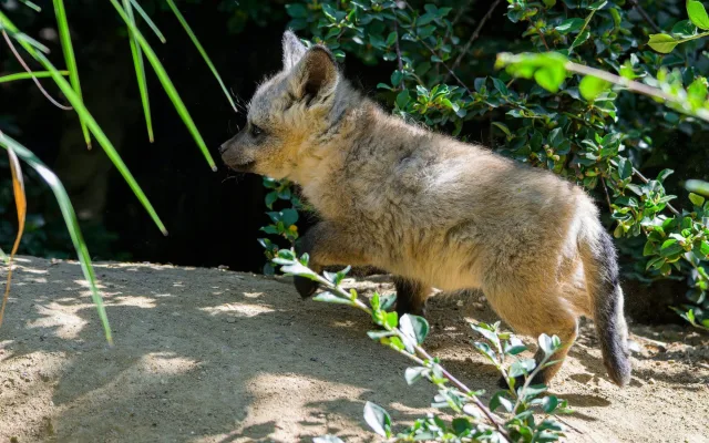 FOTO: Ušaté nadělení v pražské zoo. Po 14 letech se narodila štěňata psa z Afriky