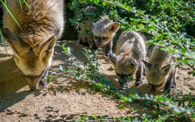 FOTO: Ušaté nadělení v pražské zoo. Po 14 letech se narodila štěňata psa z Afriky