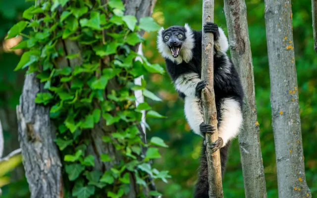 Lemuři dostali nové spolubydlící. V pražské zoo přibyli pohodoví variové bělopásí
