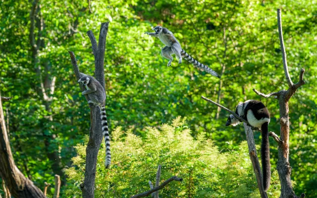 Lemuři dostali nové spolubydlící. V pražské zoo přibyli pohodoví variové bělopásí