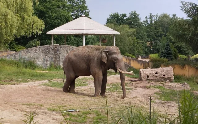 Velké sloní stěhování. Zoo Praha si vyměnila samce s Ostravou