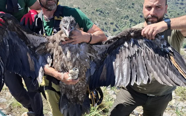 Pražský orlosup krouží nad španělskými horami, jmenuje se po ledovcovém údolí