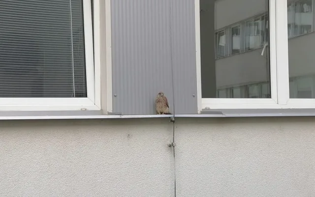 Na radnici Prahy 4 se zabydlely poštolky. Učí se létat, lidé na ně nemají sahat