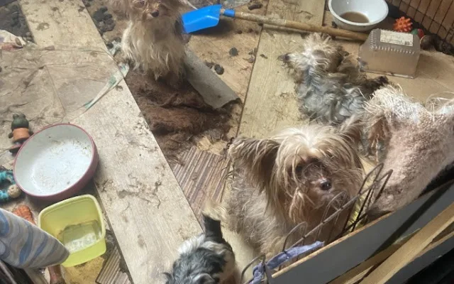 Mnohdy psi pochází z naprosto otřesných podmínek. V útulcích je ale dokáží vypiplat, foto: Dogpoint